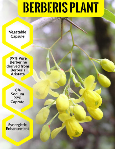 Berberine HCL With Sodium Caprate
